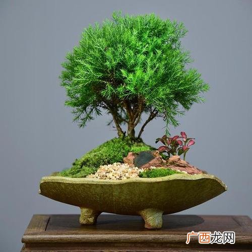 各种花卉的名称大全 盆栽花卉的名字