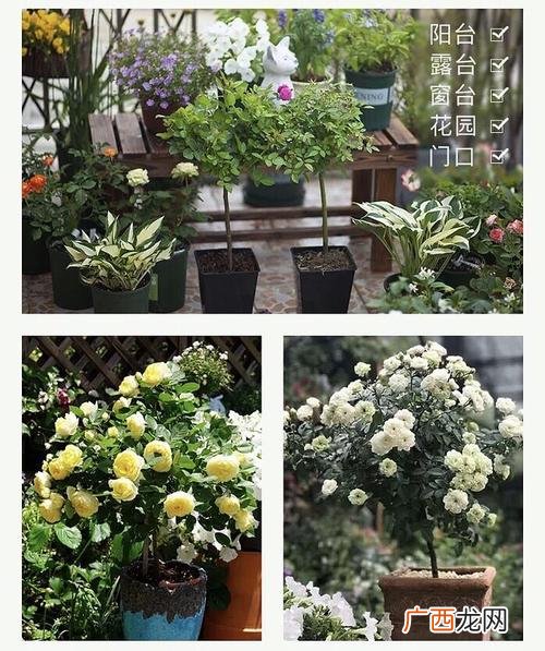 花卉交易吧 花卉交易网站有哪些