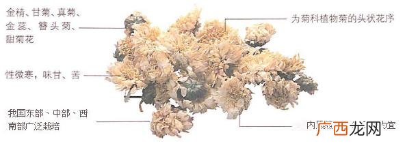 菊花的功效作用之明目解热