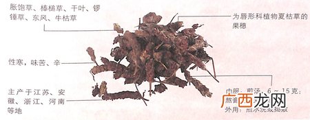 夏枯草的功效作用之消炎抗菌