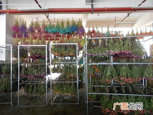 昆明汇林花卉有限公司 昆明花卉有限公司