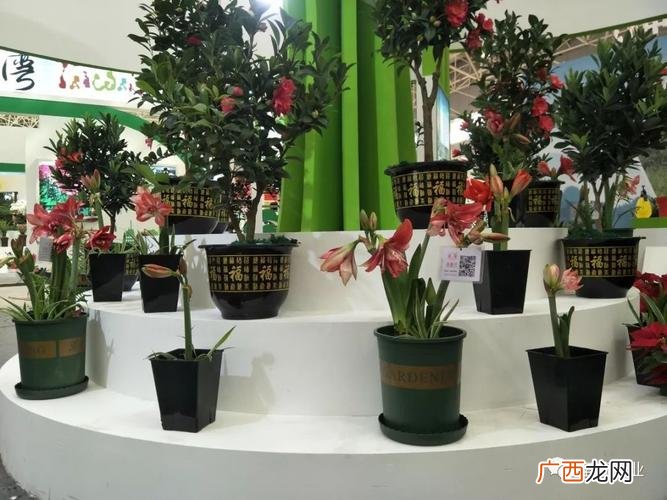 昆明汇林花卉有限公司 昆明花卉有限公司