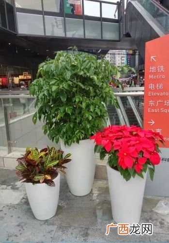 绿植租摆报价表单2019 成都花卉租摆报价表
