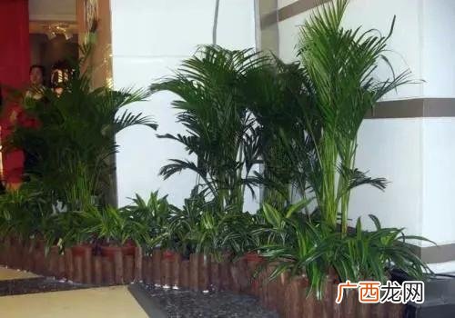 绿植租摆报价表单2019 成都花卉租摆报价表