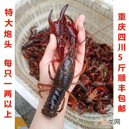 凌家塘批发市场价格表 水产价格每日查询系统小龙虾