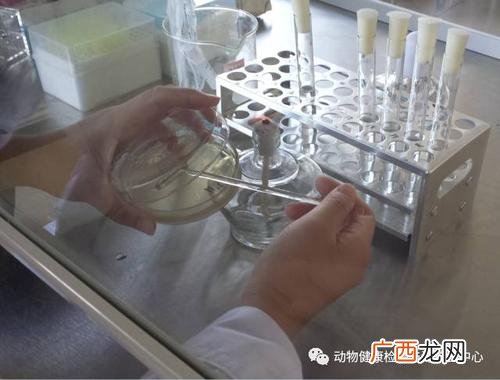 鱼有病毒怎么治疗 水产狐病毒怎么检测