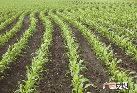 玉米秸秆还田作业标准 玉米秸秆全覆盖抗旱种植技术