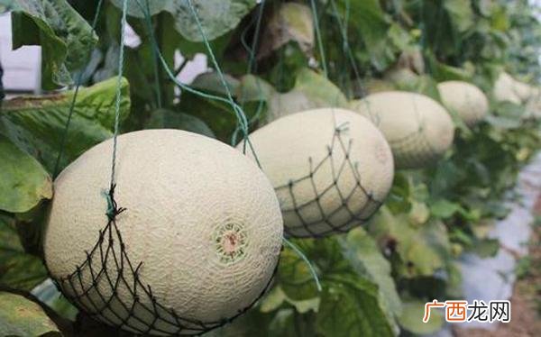 蜜本南瓜种植技术与管理 蜜瓜种植技术