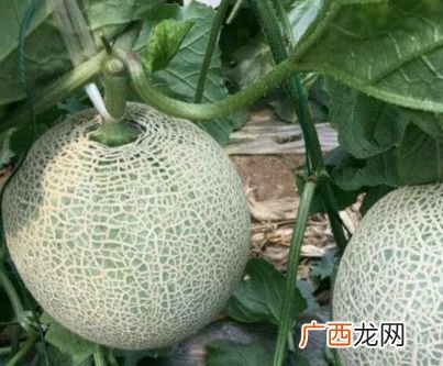 蜜本南瓜种植技术与管理 蜜瓜种植技术