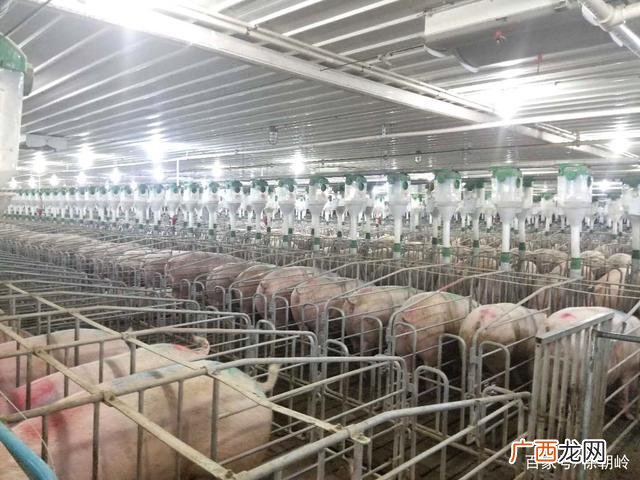 标准化养猪150模式 标准化养猪技术