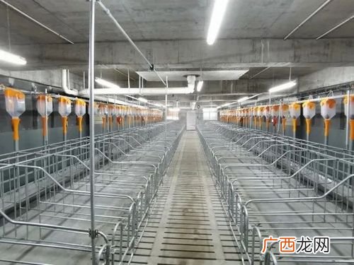 标准化养猪150模式 标准化养猪技术