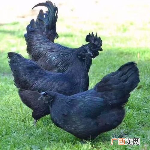 大麦虫养殖技术 绿壳蛋鸡的养殖技术