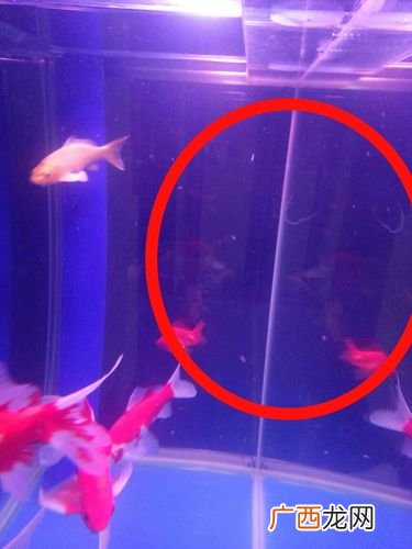 鱼病防治 水产鱼病治疗药物