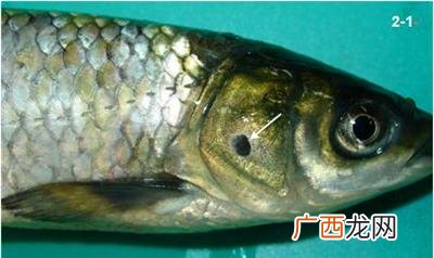 鱼病防治 水产鱼病治疗药物
