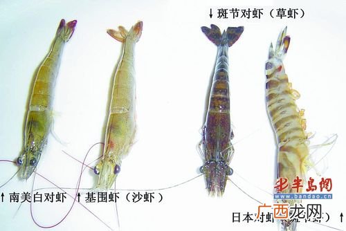 室内养殖淡水虾靠谱吗 我是做水产品的虾为什么养不活