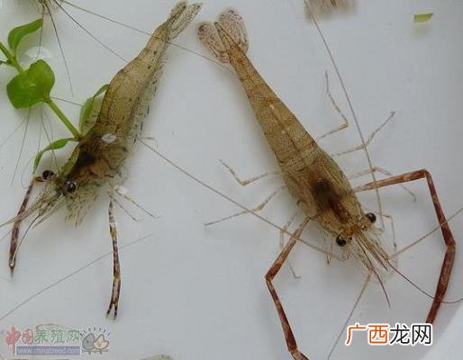 室内养殖淡水虾靠谱吗 我是做水产品的虾为什么养不活