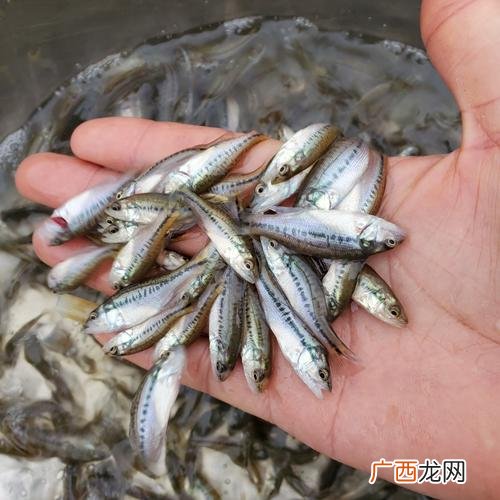 海南攀鲈鱼苗养殖基地 鸿洋水产鲈鱼苗