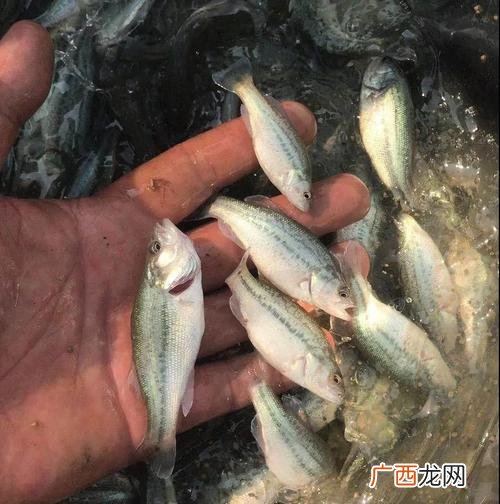 海南攀鲈鱼苗养殖基地 鸿洋水产鲈鱼苗