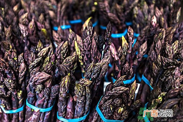 紫芦笋是转基因吗？紫芦笋和绿芦笋哪个好？