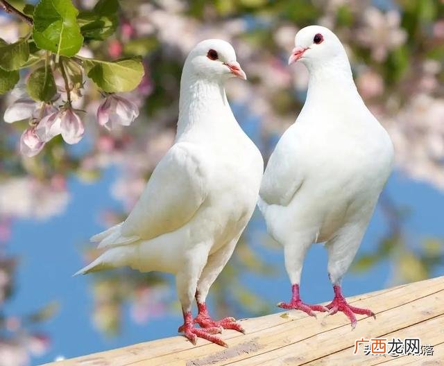 农村乡下没人注意的暴利行业,农村十大暴利养殖