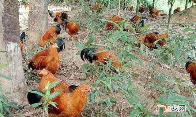 养鸭网 林下养鸭技术
