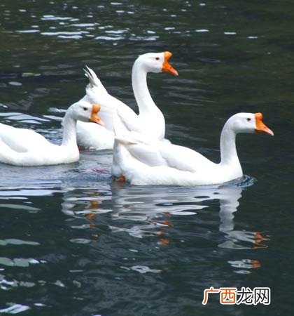 种鹅的饲养管理技术 家鹅选育技术标准