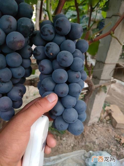 葡萄什么时候种植最好 黑葡萄种植技术