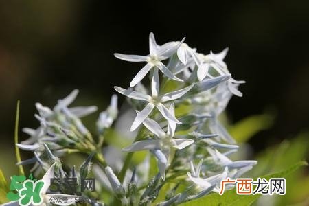 甘草有什么作用？甘草怎么吃？