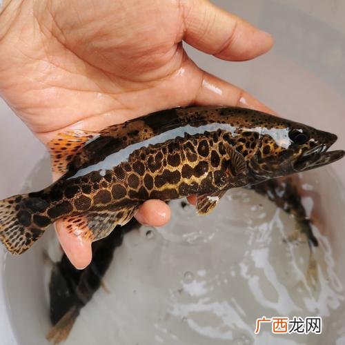 水产前沿官网报价 3年的水产价格多少