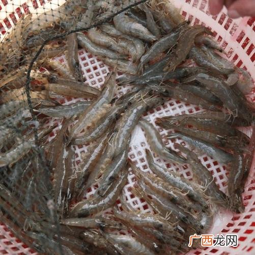 海龙虾多少钱一斤 18年水产龙虾价格
