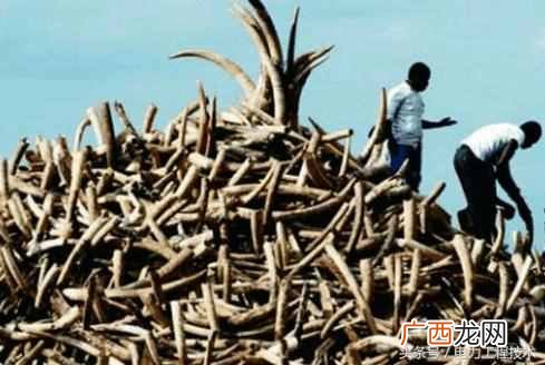 象牙有什么用途?象牙贵的原因就在这
