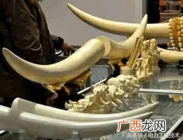 象牙有什么用途?象牙贵的原因就在这