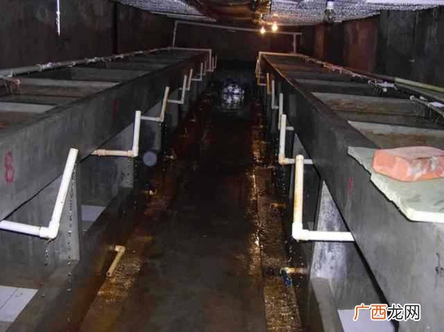 娃娃鱼怎么养殖？一般人还真养不活