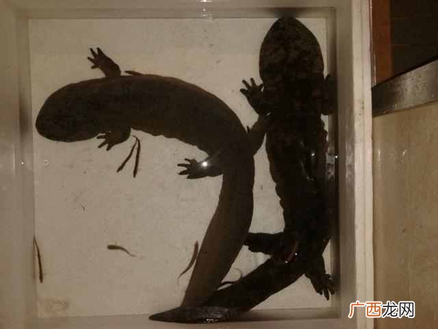 娃娃鱼怎么养殖？一般人还真养不活