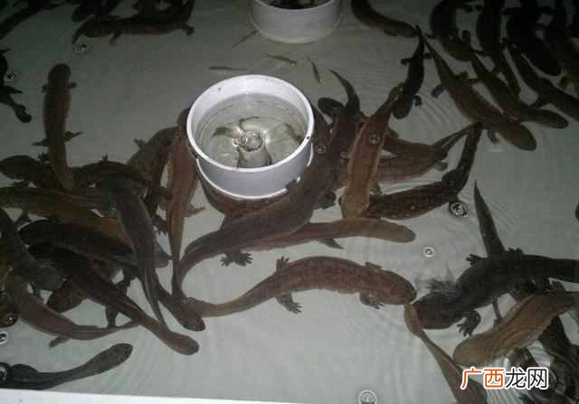 娃娃鱼怎么养殖？一般人还真养不活
