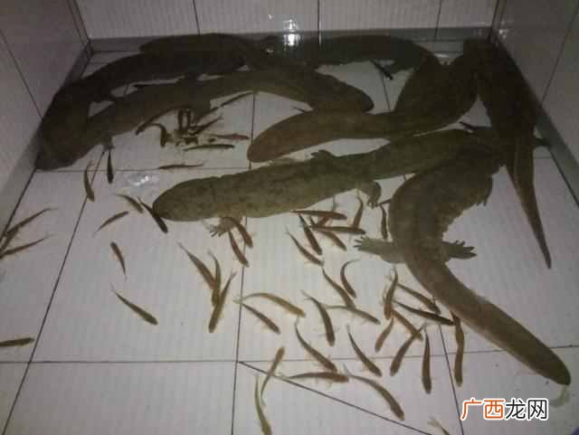 娃娃鱼怎么养殖？一般人还真养不活