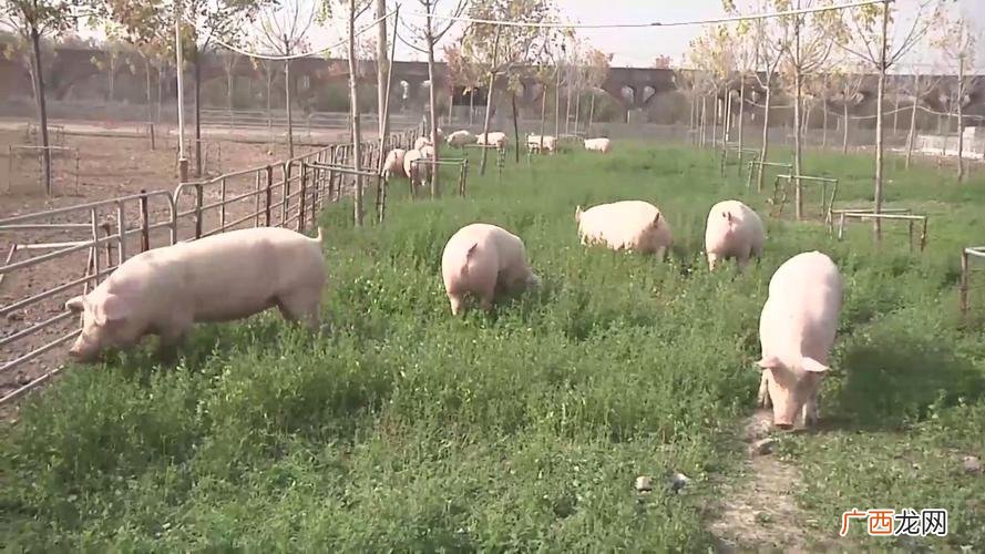 小型养猪场粪便处理 散养猪技术
