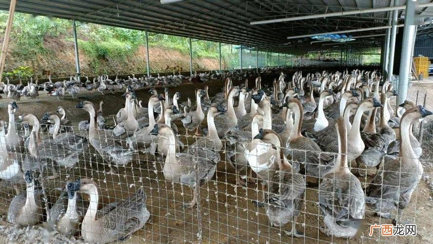 种鹅养殖 草鹅养殖技术