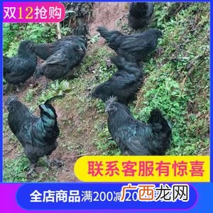 散养乌鸡的养殖方法 散养乌鸡技术