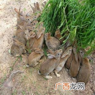 荒山放养野兔的养殖技术 野兔散养技术