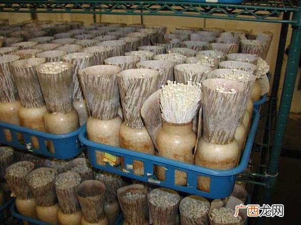 金针菇种植方法和步骤 金针菇养殖技术