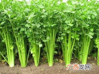 芽苗菜种植技术视频播放 芹菜的栽培技术视频