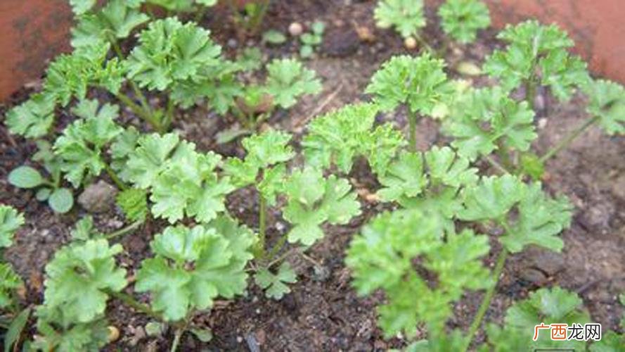 芽苗菜种植技术视频播放 芹菜的栽培技术视频