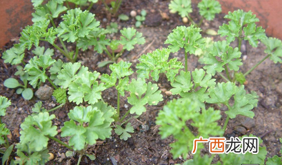 芽苗菜种植技术视频播放 芹菜的栽培技术视频