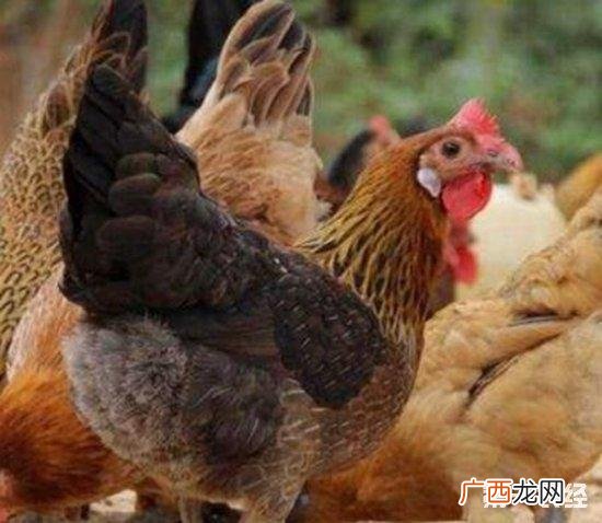 专业养鸡 养鸡技术专业网