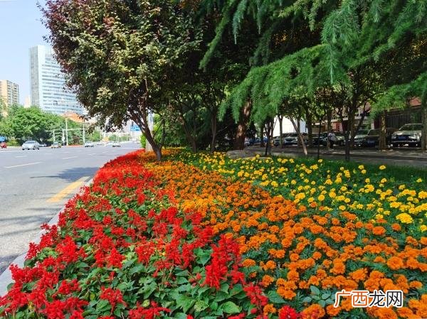 北方冬季室外能过冬的花卉 冬季室外能租摆的时令花卉