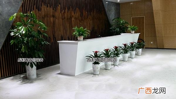 北京绿苑花卉市场地址 北京租花卉