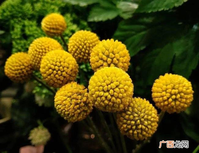 铁机花卉大市场怎么走 观音铁花卉