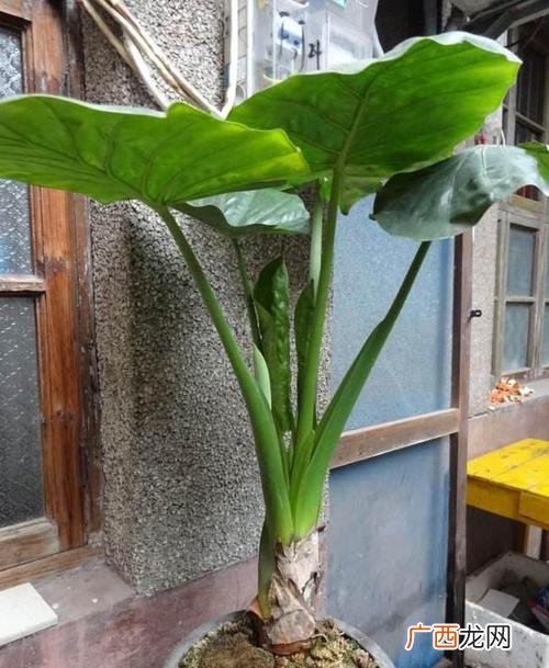 铁机花卉大市场怎么走 观音铁花卉