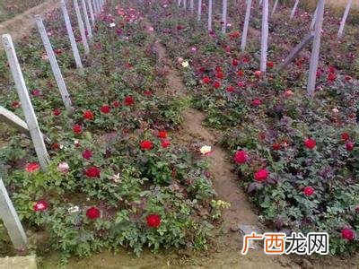 苗木栽植步骤 冬季苗木花卉怎么种植